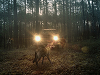 A New Game Announced, Stray, Gives Us A Feel For What A Lost Dog Goes Through