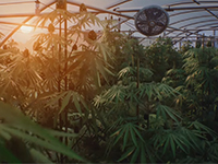 Life Is Strange 2 Teases Us All With Some Special Kind Of Fun